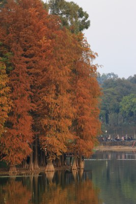 水边红杉树倒影风景