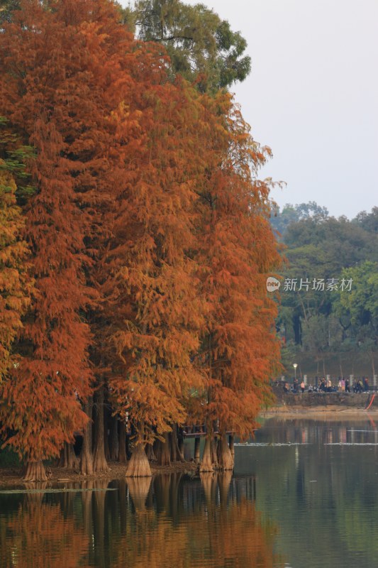 水边红杉树倒影风景