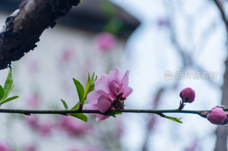 盛开的粉色桃花枝特写