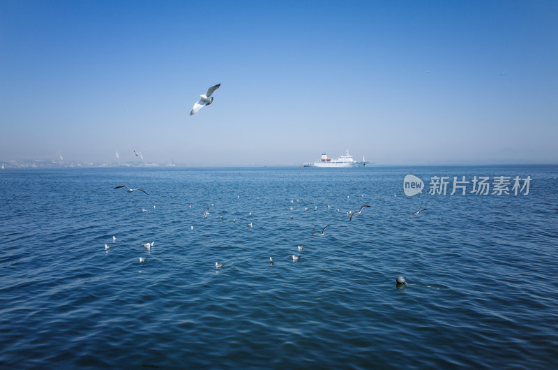 大连东港海上的海鸥和轮船