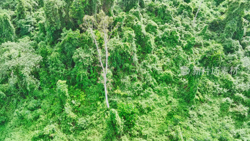 中科院西双版纳热带植物园