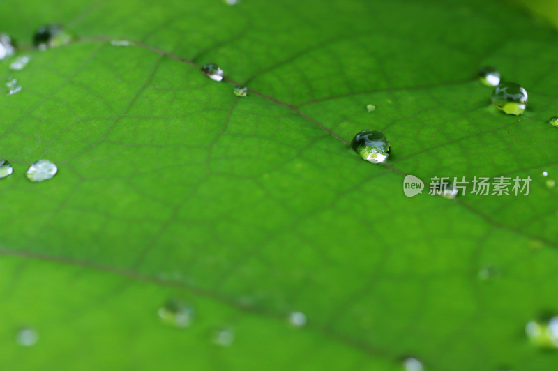 雨露滋润