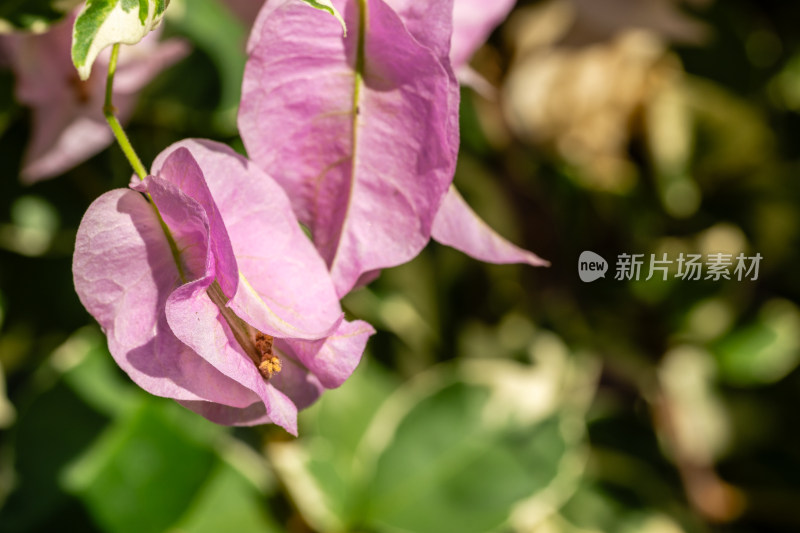 上海辰山植物园叶子花微距特写