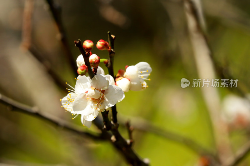 广州白云山的梅花