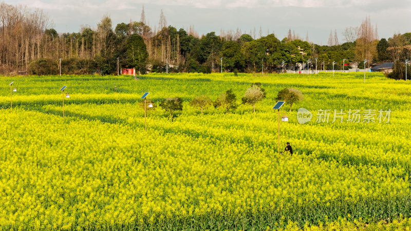 航拍油菜花