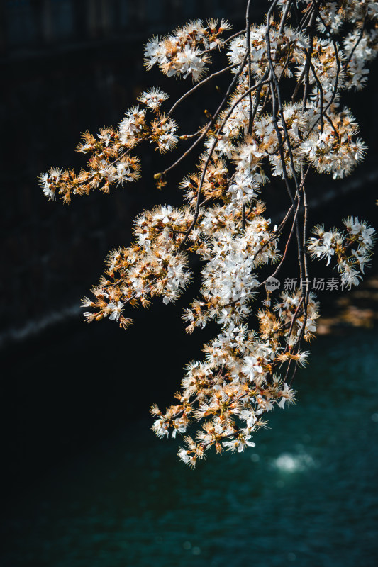 春天河边枝头绽放的白色樱花