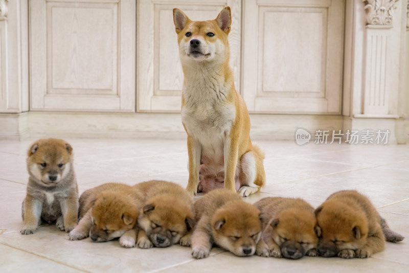 狗妈妈陪伴在孩子们身边