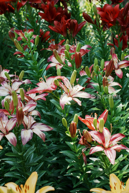 北京花乡公园百合花