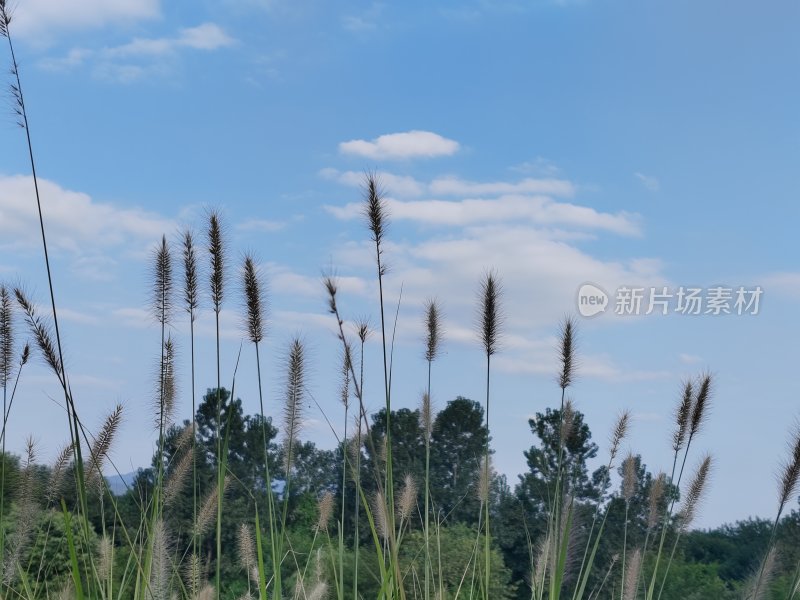 蓝天下白云与植物的自然景观