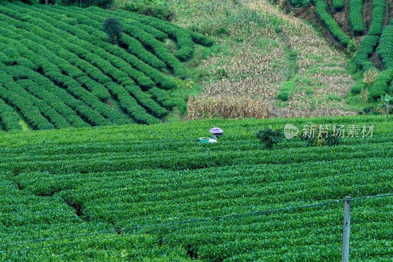 茶园里采摘茶叶的茶农