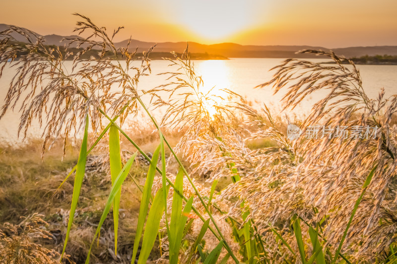 夕阳下河边芦苇荡自然风景