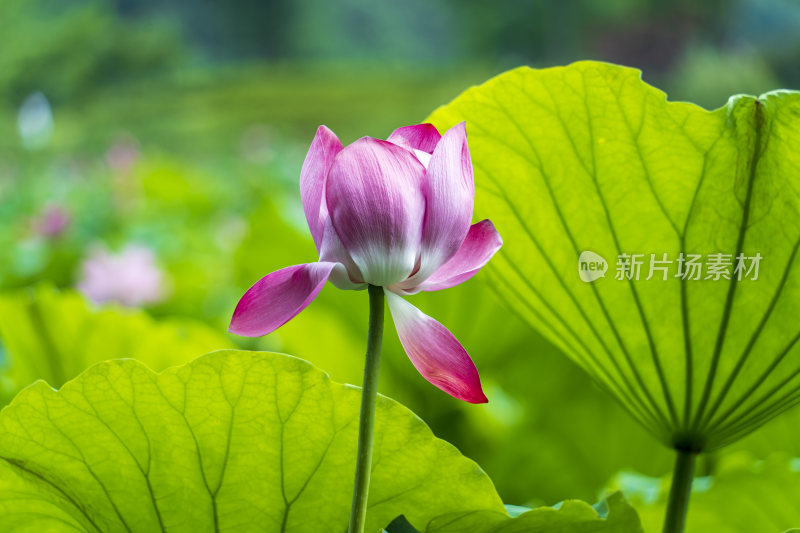 武汉东湖磨山景区盆景园