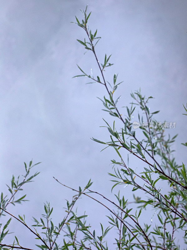 夏天新疆伊犁，早晨晨雾中带着水滴的树叶
