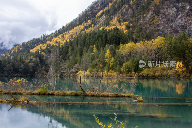 九寨沟秋色，箭竹海湖水枯树灌木