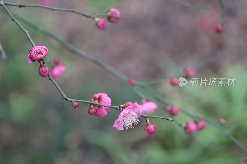 粉色梅花微距特写