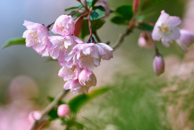 海棠花开