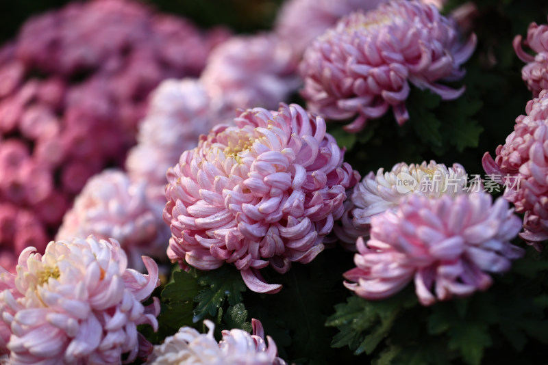 杭州植物园菊花展盛开的粉红色菊花特写