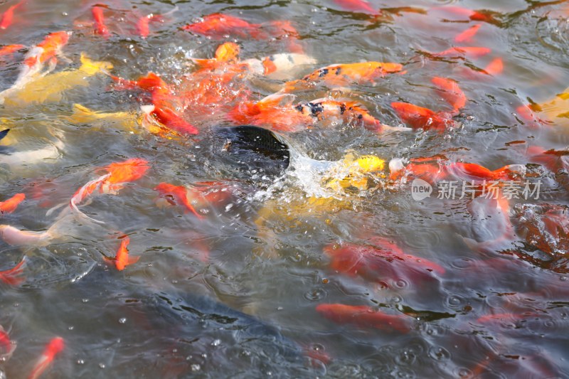 锦鲤戏水