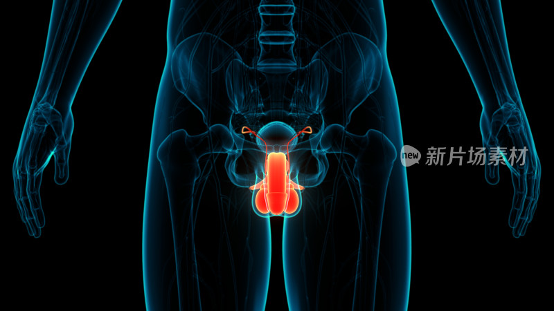 男性生殖系统人体医学示意图