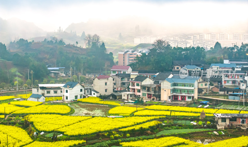 美丽乡村乡村振兴春天油菜花