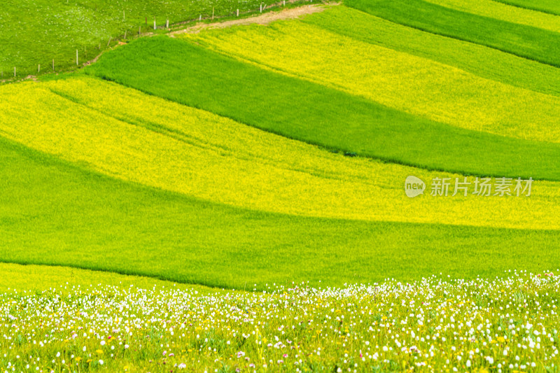 青海祁连县卓尔山景区，夏季起伏的高山牧场