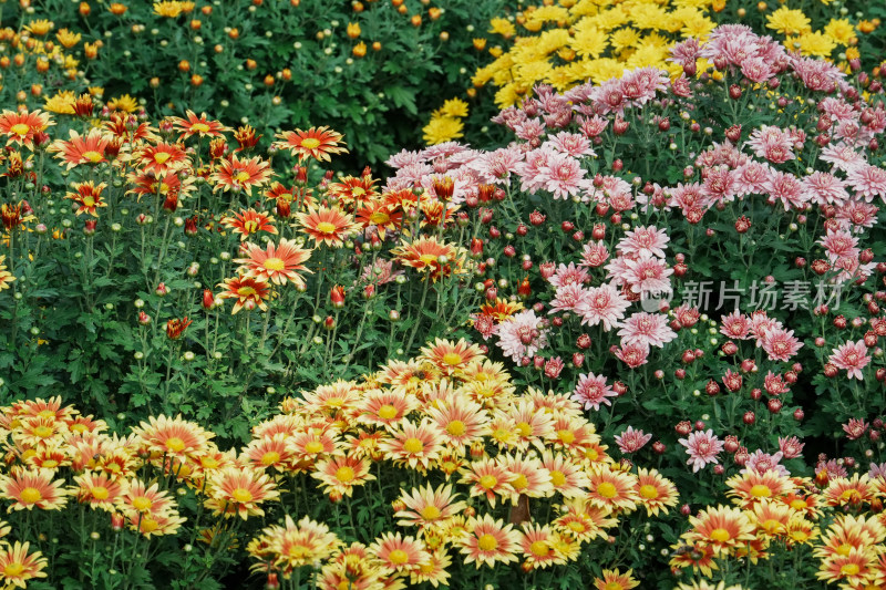 北京国家植物园菊花展