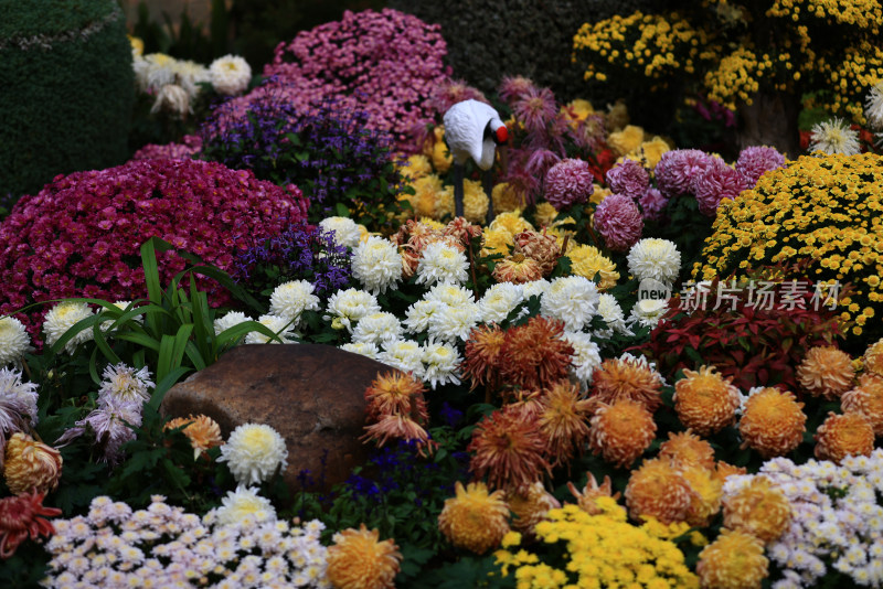 杭州植物园菊花展盛开的菊花特写