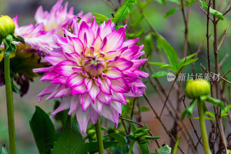 花朵花卉特写