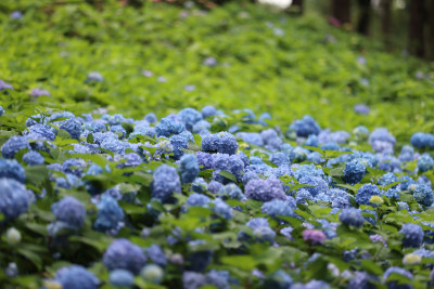 夏天的绣球花花海