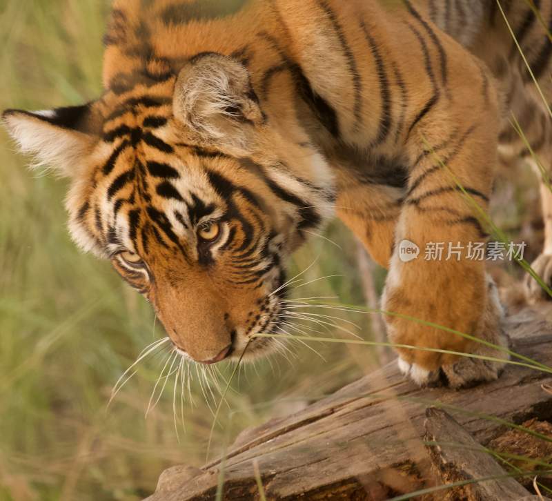 野生动物老虎食肉动物狩猎者