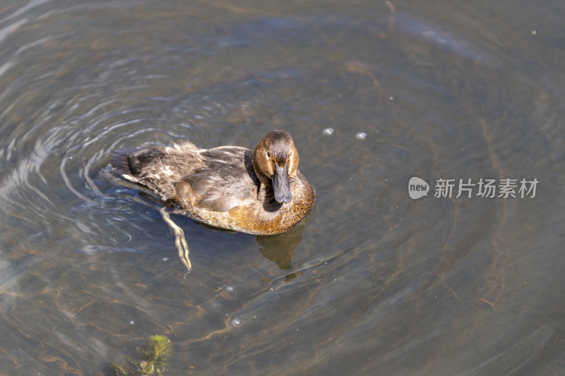 一只在若尔盖花湖湿地游弋觅食的红头潜鸭