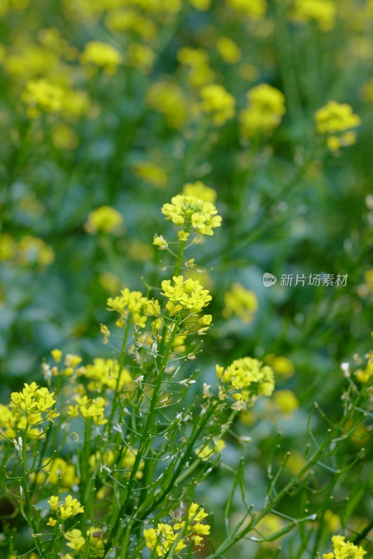 厦门园博苑的油菜花