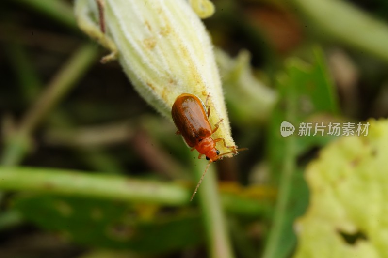 在草丛里觅食的甲虫