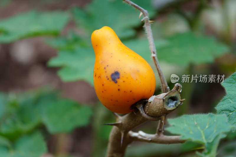 植物上生长的乳茄