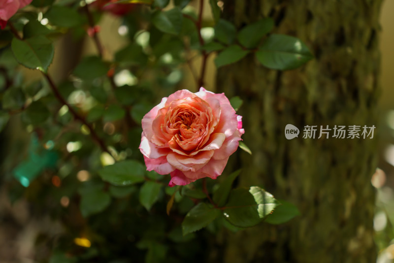 蔷薇科月季花