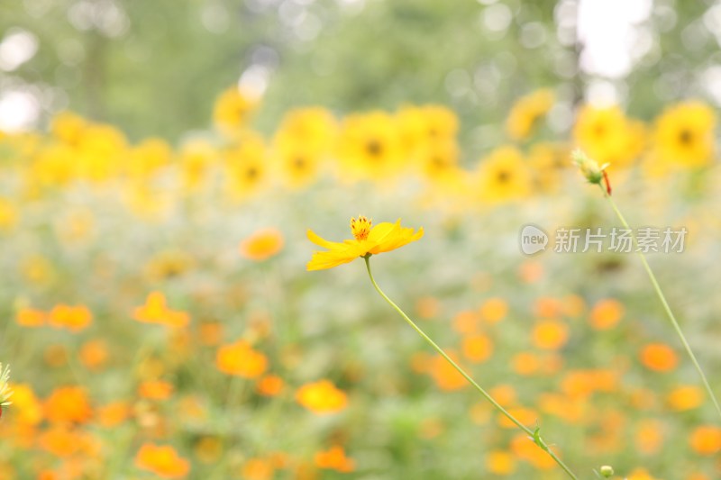 野菊花系列