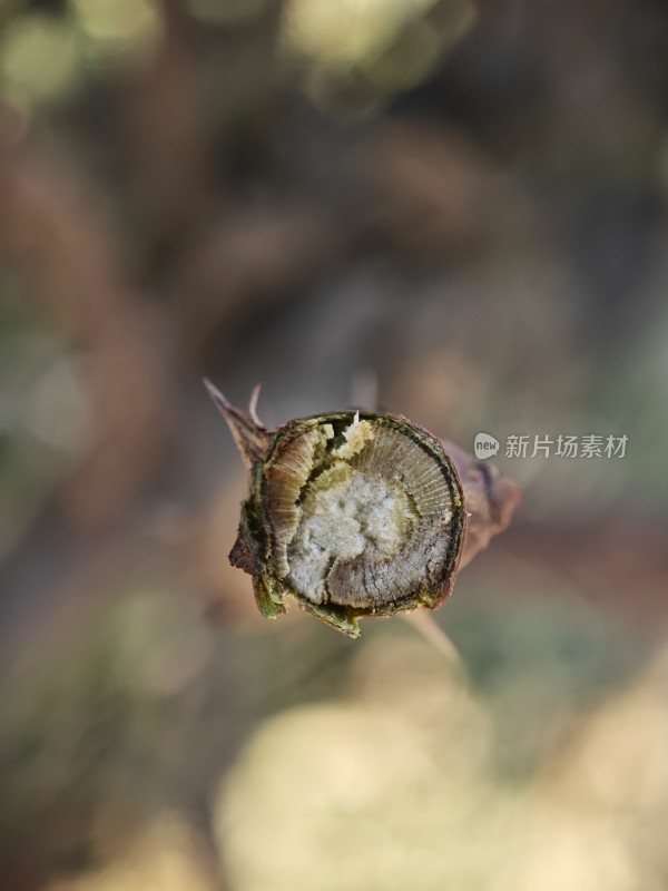 枯萎的植物特写展现生命的凋零