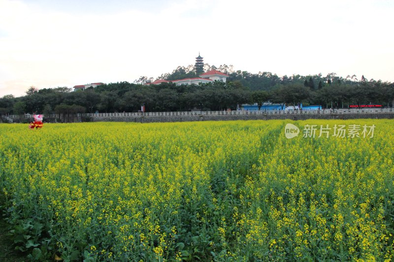 广东东莞：莲湖风景区油菜花田