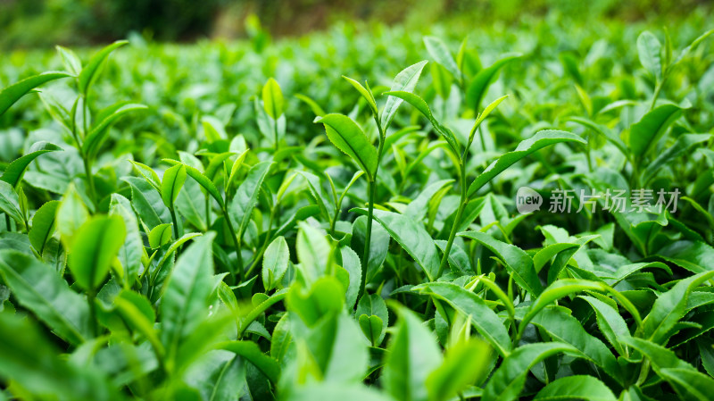 明前茶茶园茶山茶叶美景景色