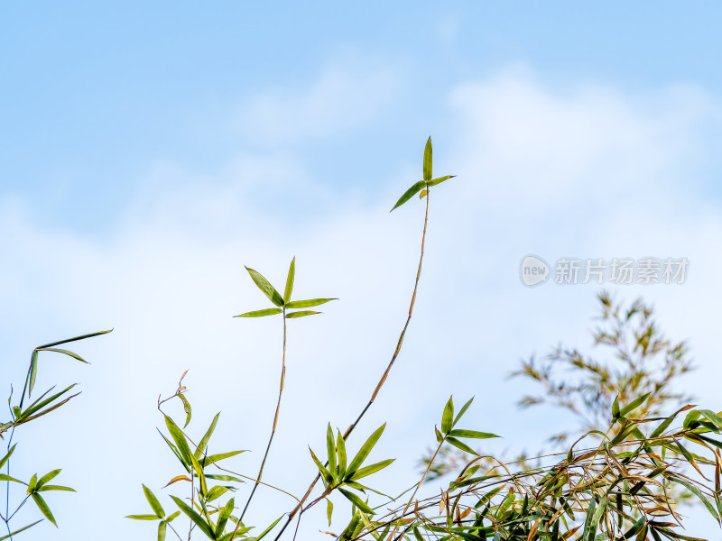 蓝天白云下的翠绿竹叶