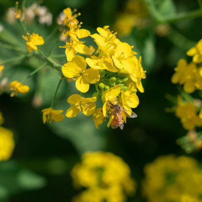 春天的油菜花和采蜜的蜜蜂