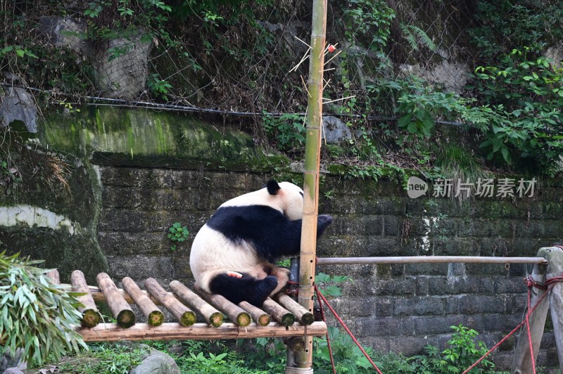 大熊 猫四喜丸子