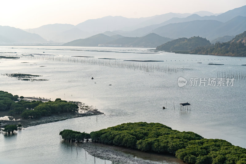 福建宁德霞浦县城红树林湿地涂滩海边景观