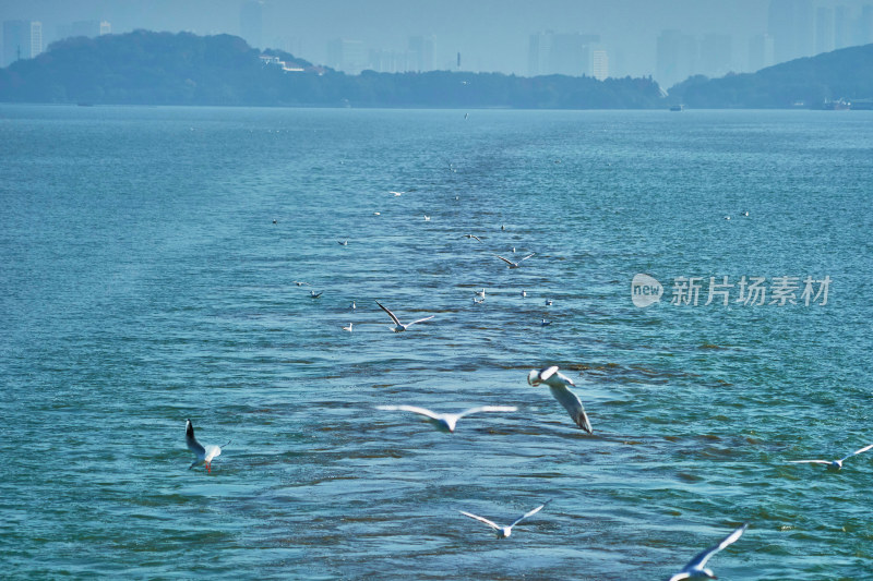 太湖红嘴鸥