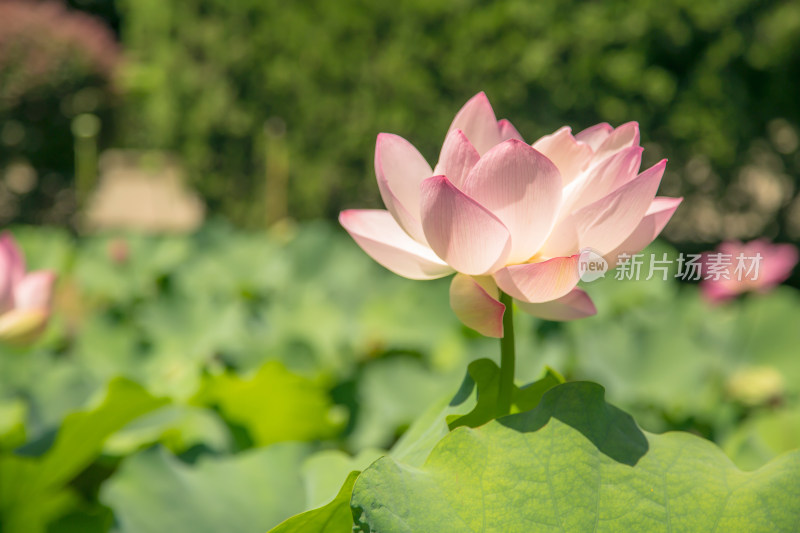 夏日荷花特写