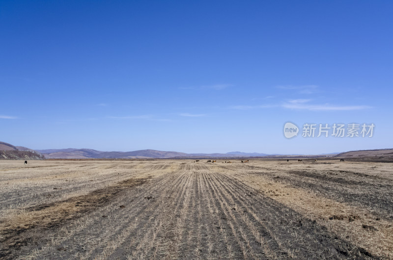 内蒙古呼伦贝尔临江屯草原牧场秋景