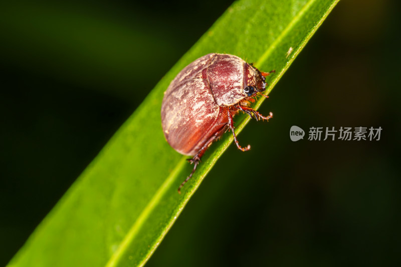 微距下的宽齿爪鳃金龟