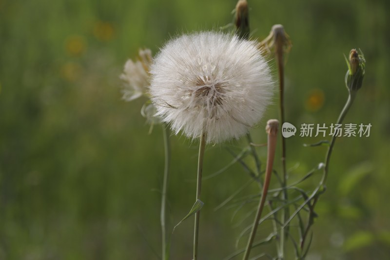 草地里的野花