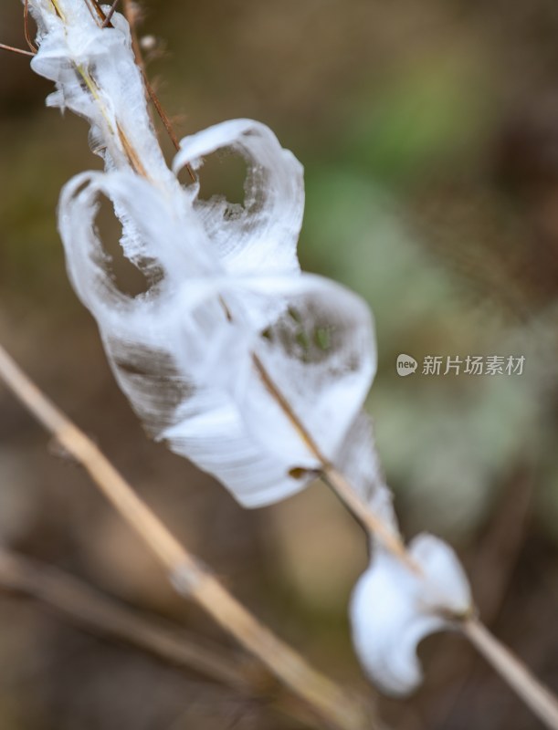 重庆酉阳：冻雨.冰花.鸟