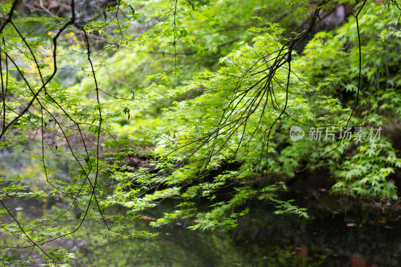 嫩绿枫叶枝叶繁茂展现自然生机